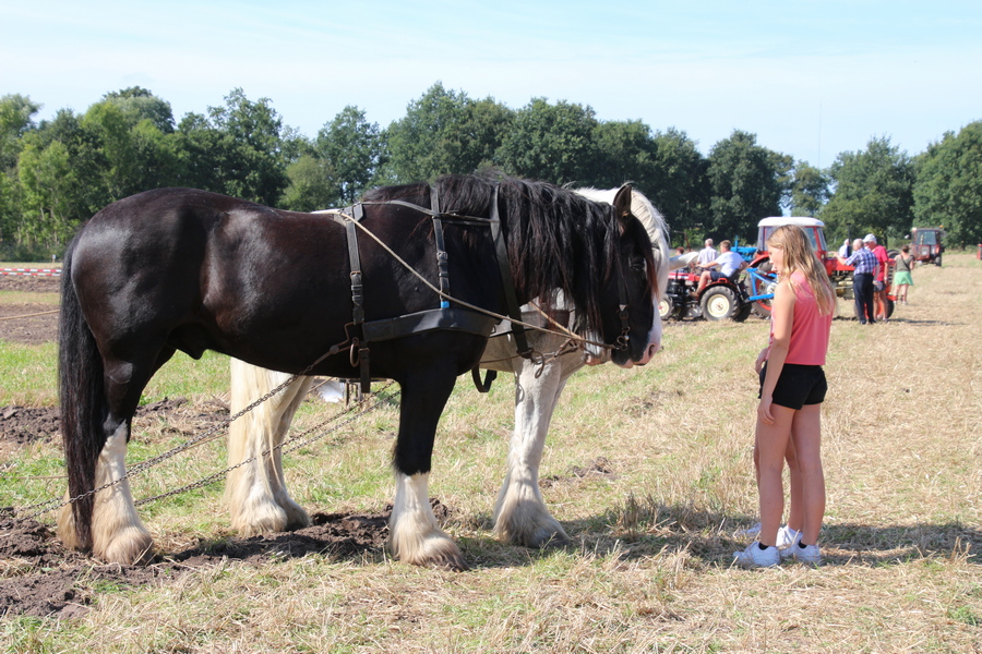 paard2